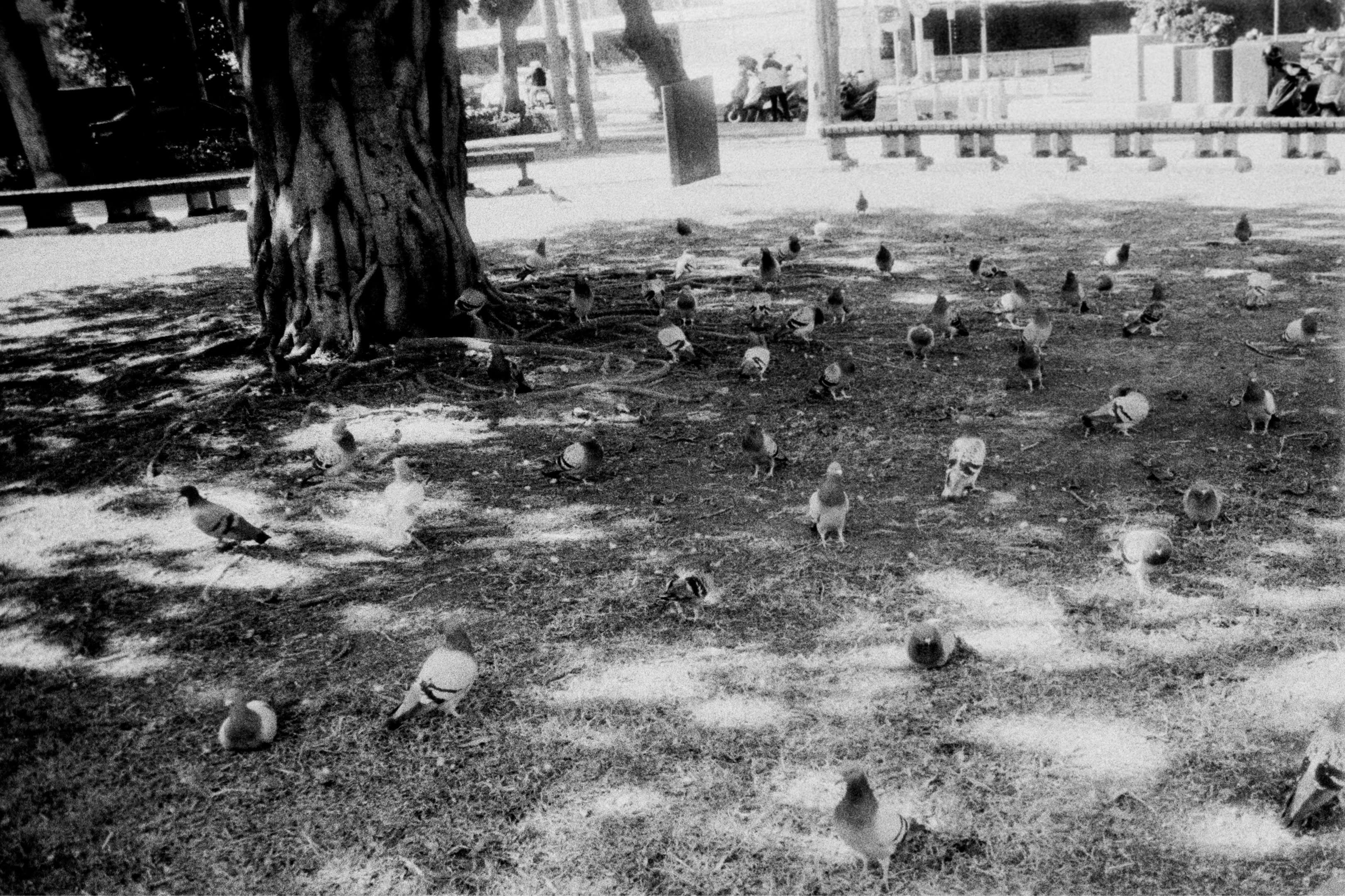 府後街公園 街拍照片
