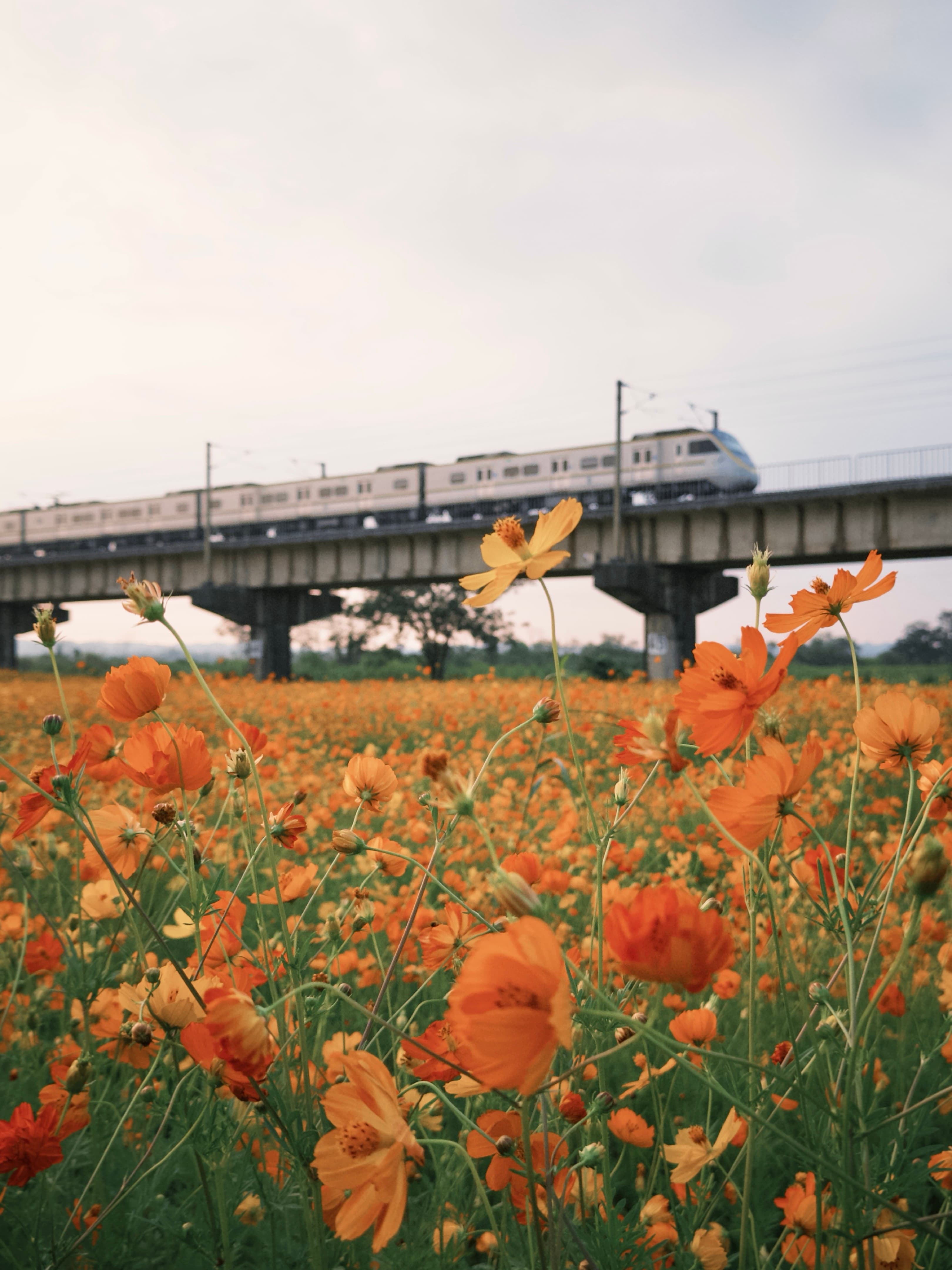 舊鐵橋 街拍照片