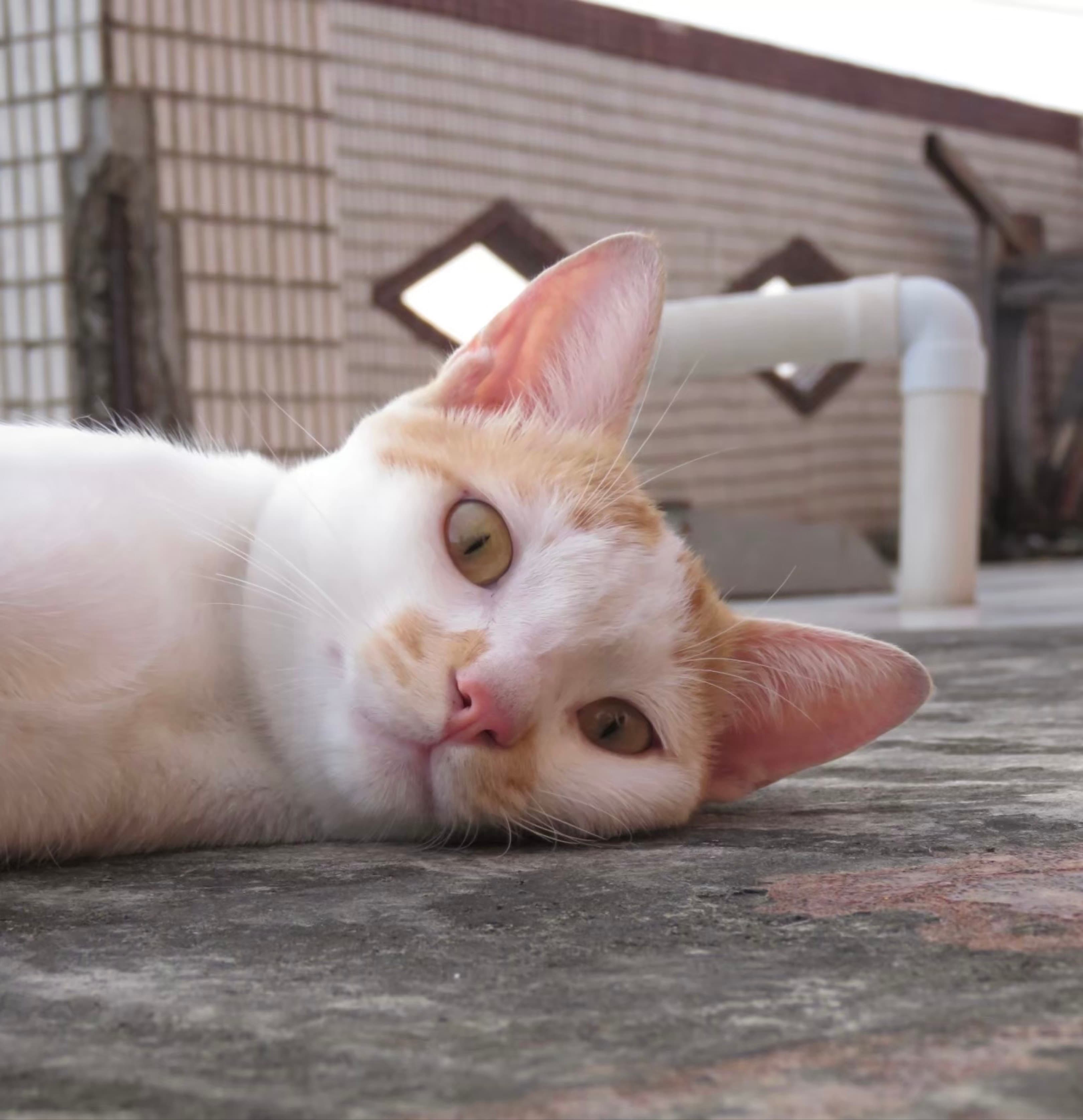 🐈 街拍照片
