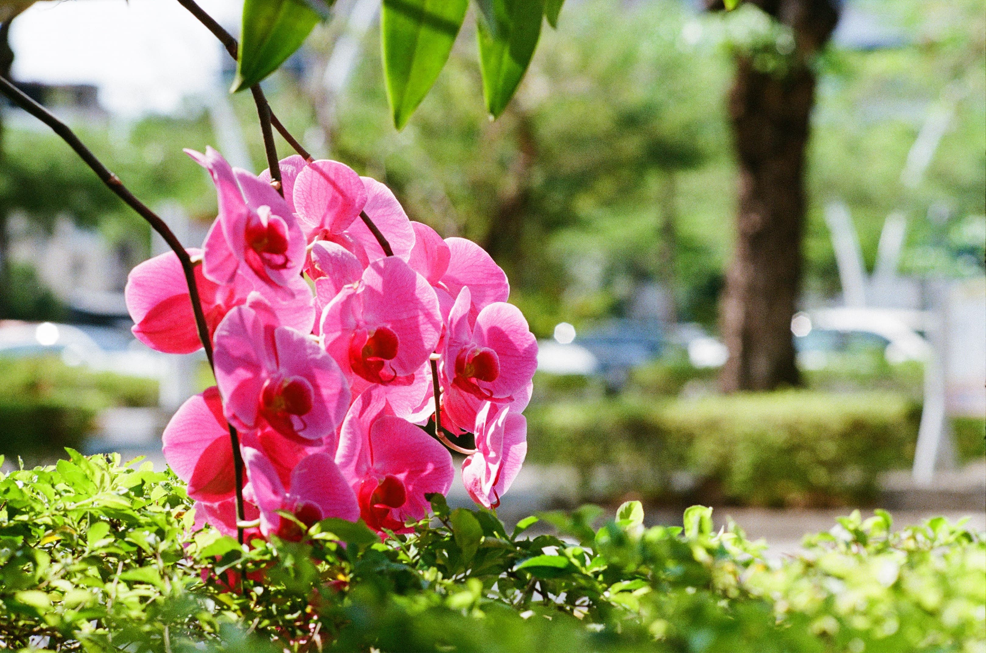 花 街拍照片