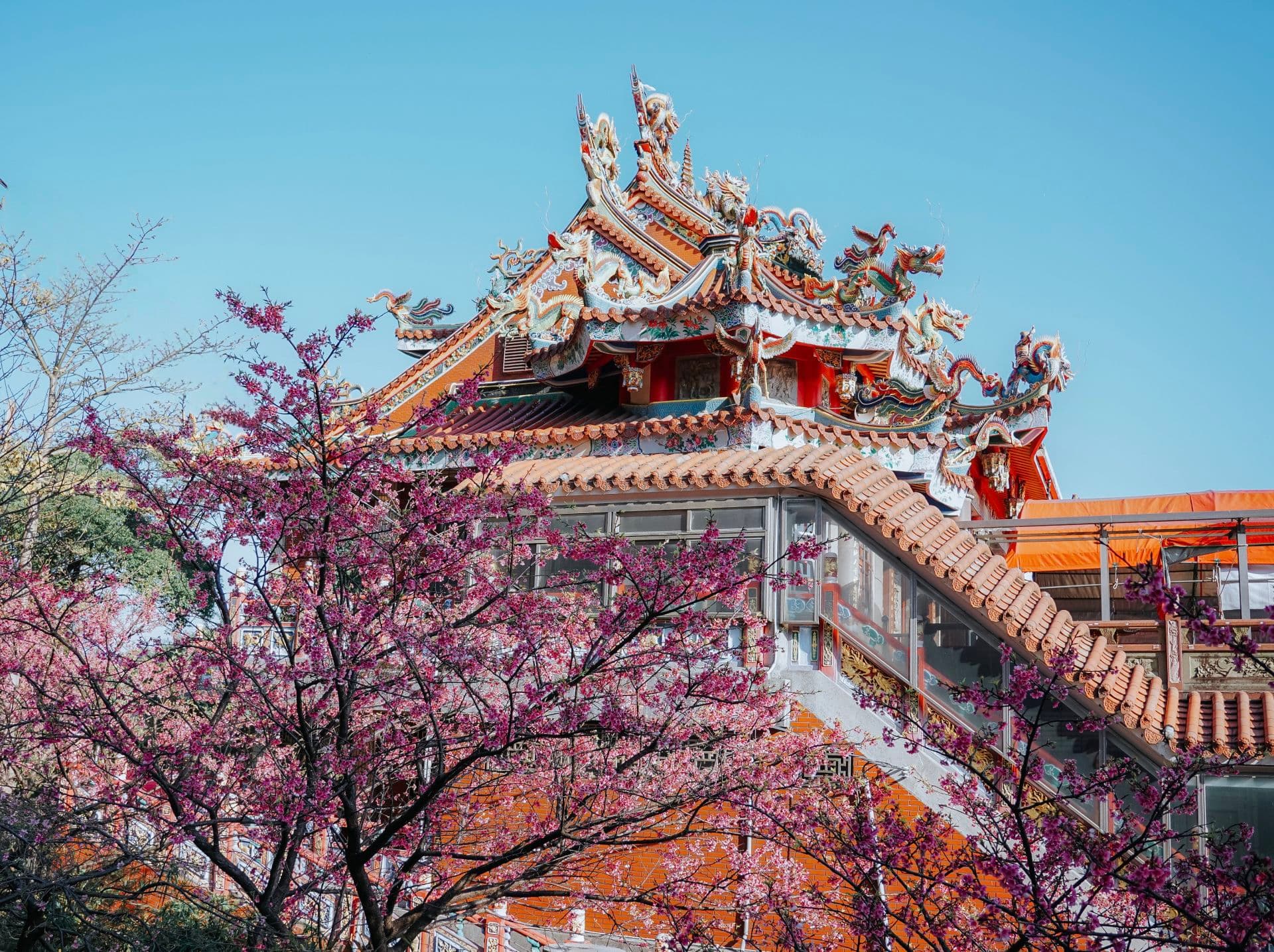 壽山巖觀音寺旁邊的櫻花 街拍照片