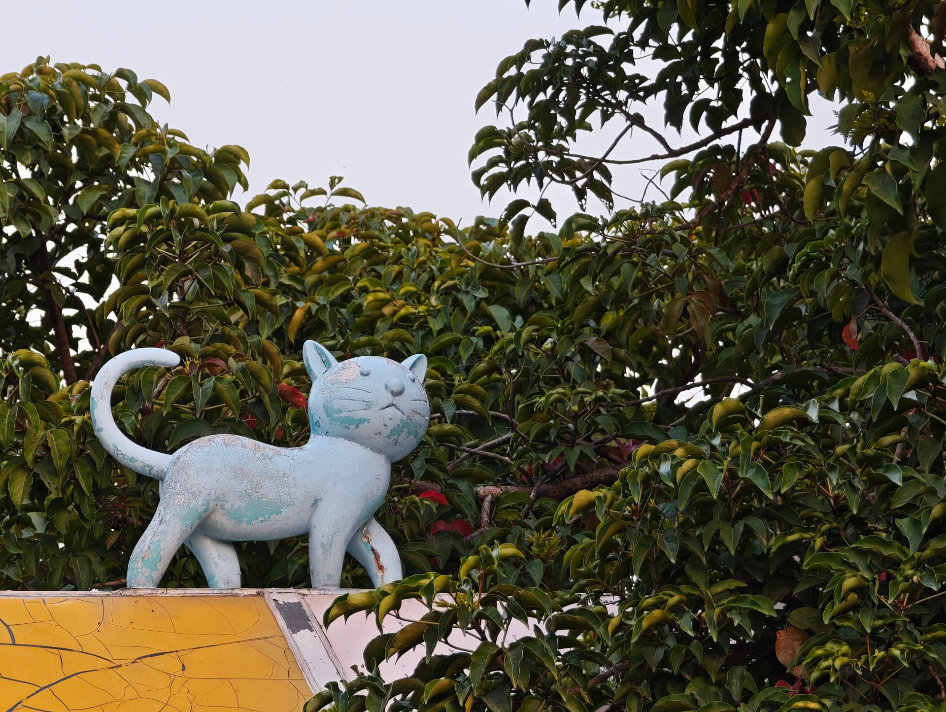 貓?狗? 街拍照片